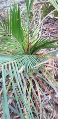 Macrozamia spiralis
