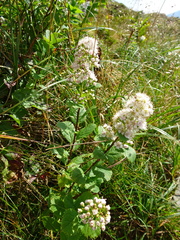 Spiraea septentrionalis