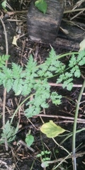 Anthriscus sylvestris