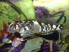 Clinocottus globiceps