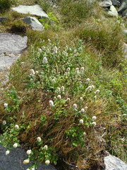 Spiraea septentrionalis