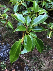 Trochodendron