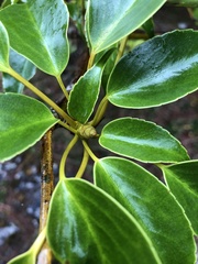 Trochodendron