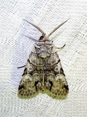 Sympistis chionanthi