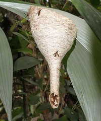 Angiopolybia