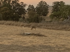 Canis latrans ochropus