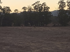 Canis latrans ochropus