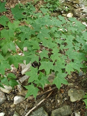 Acer laetum