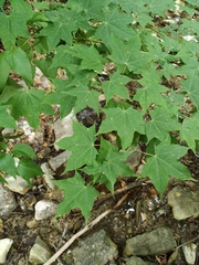 Acer laetum