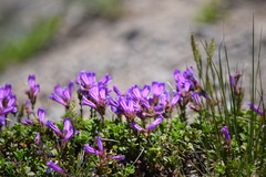 Penstemon davidsonii davidsonii