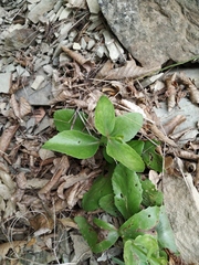 Hylotelephium caucasicum