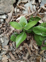 Hylotelephium caucasicum