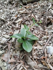 Hylotelephium caucasicum