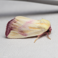 Thurberiphaga diffusa