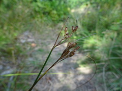 Juncus greenei