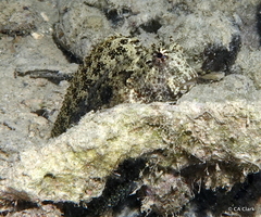 Salarias ceramensis