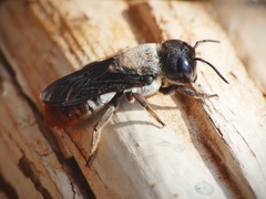 Megachile chrysorrhoea