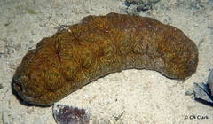 Stichopus vastus