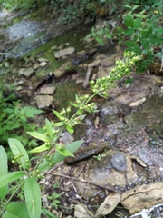 Lysimachia verticillaris