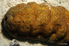 Stichopus vastus
