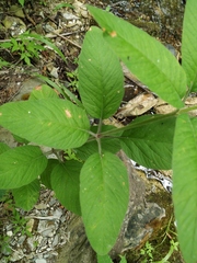Lysimachia verticillaris