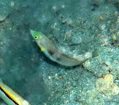 Halichoeres chloropterus