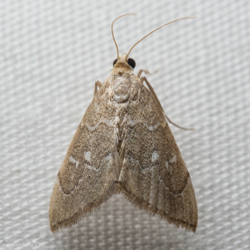 Three-spotted Kidney Moth photo 2