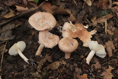 Lepiota subincarnata