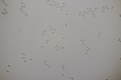 Lepiota subincarnata