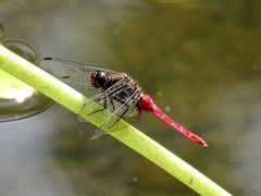 Orthetrum chrysis
