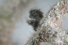 Phycocaris simulans