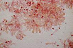 Lepiota subincarnata