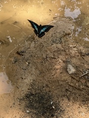 Graphium evemon eventus