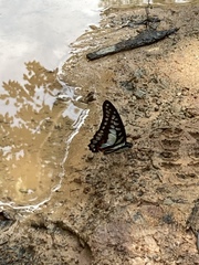 Graphium evemon eventus