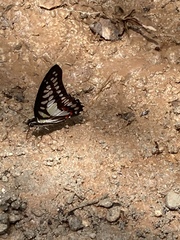 Graphium evemon eventus