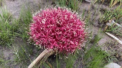 Boophone disticha