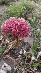 Boophone disticha