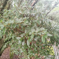 Rhododendron rubropilosum
