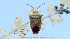 Acanthosoma denticaudum