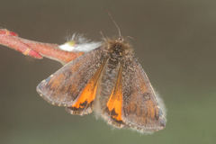 Archiearinae