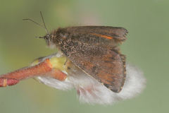 Archiearinae