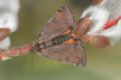 Archiearinae