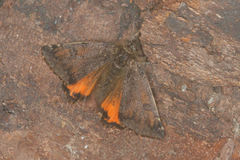 Archiearinae