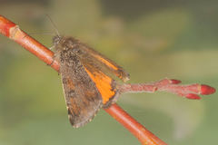 Archiearinae