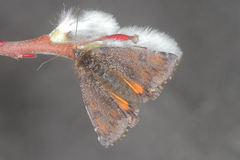 Archiearinae