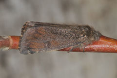 Archiearinae