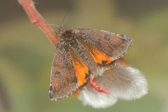Archiearinae