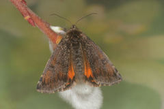 Archiearinae