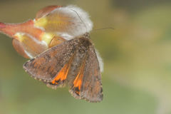 Archiearinae