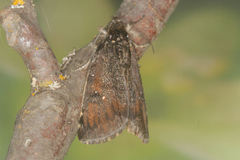 Archiearinae